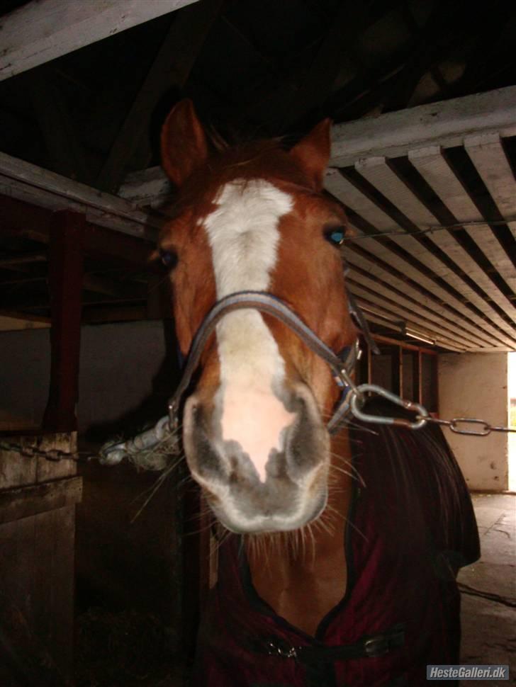 Anden særlig race o´malley<3<3 (miss you)  billede 10