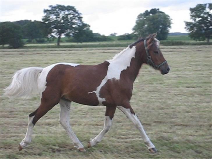 Pinto Lucky ( solgt ) billede 8