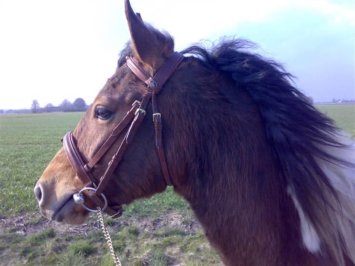 Pinto Lucky ( solgt ) billede 9