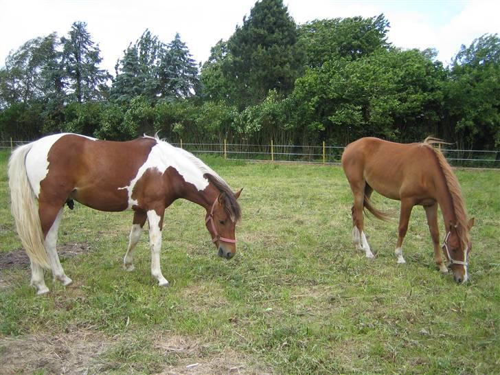 Pinto Lucky ( solgt ) billede 10