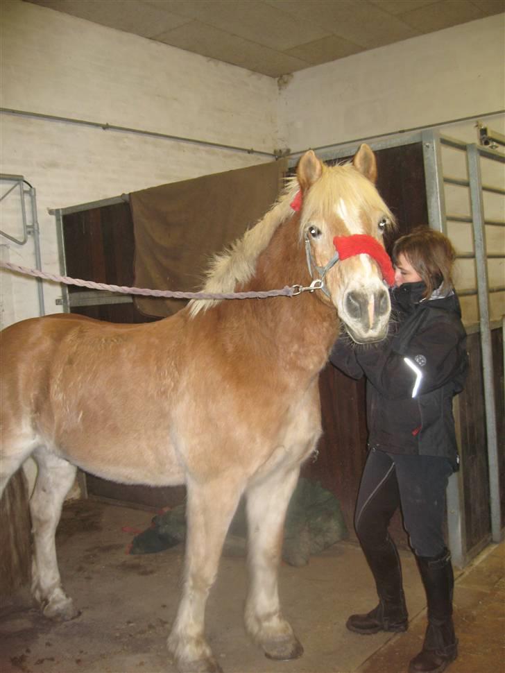 Tyroler Haflinger wacholder billede 9