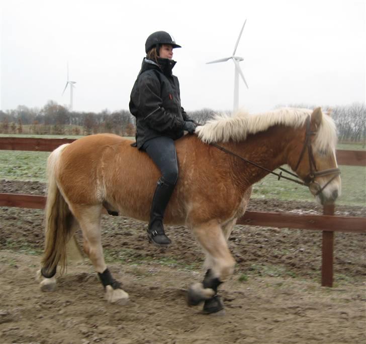 Tyroler Haflinger wacholder billede 10