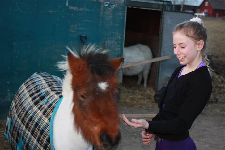 Shetlænder smilla *gamle part* <3 billede 8