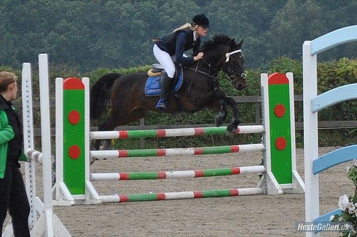 Tysk Sportspony TIGER WOODS (SOLGT!) - Velkommen til Tiger Woods <3 Stævne på KRK foto: Emilie Roepstorff billede 1