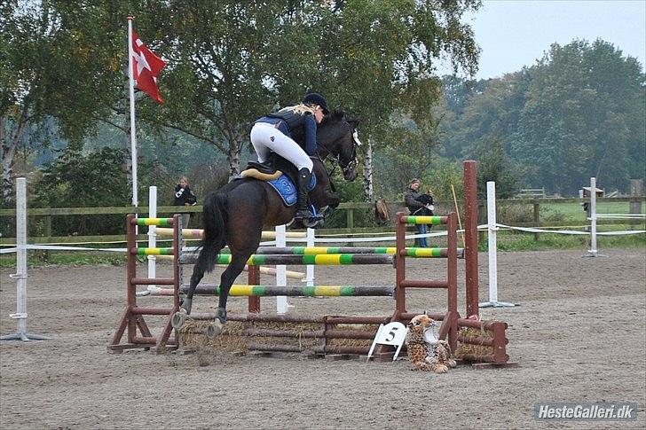 Tysk Sportspony TIGER WOODS (SOLGT!) - Stævne på KRK (se lige hvor højt han er over springet) (foto: Emilie Roepstorff) billede 2