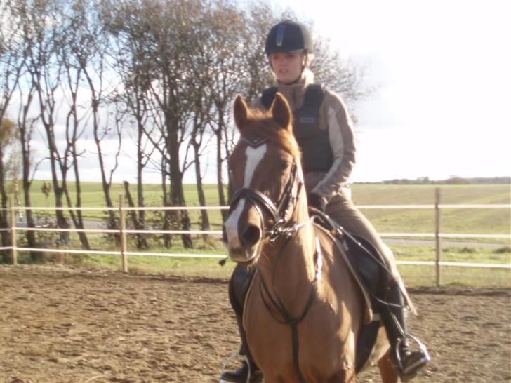 Sportsaraber (A) Valodias Duchess**SOLGT** billede 2