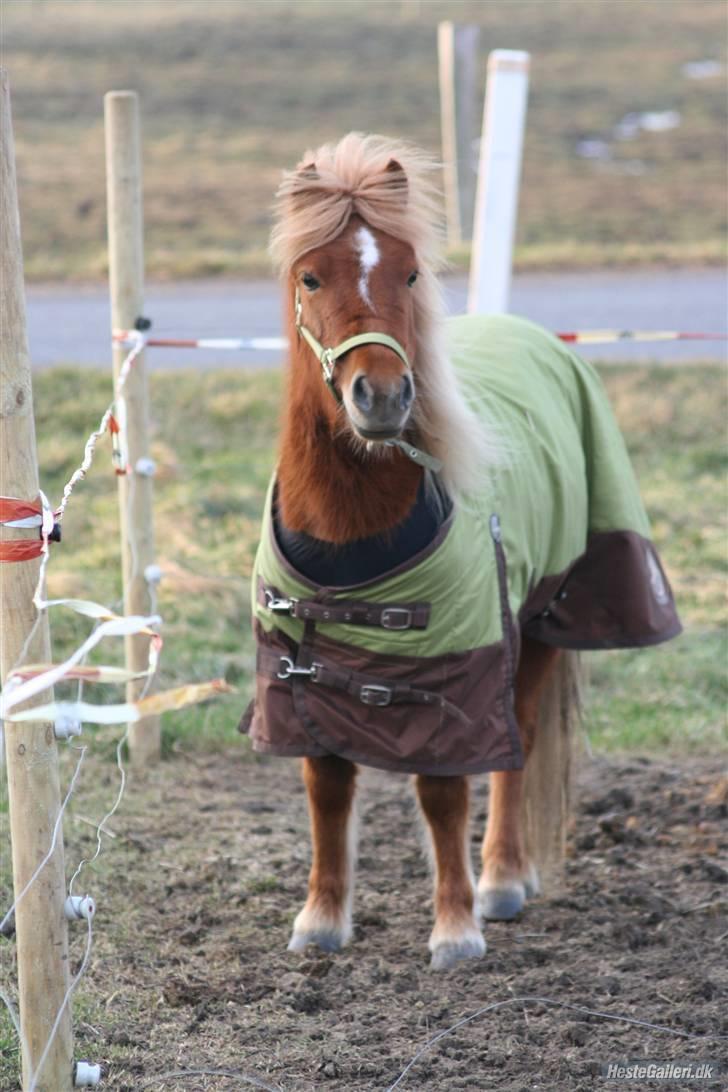 Shetlænder Baronessen A' Borreby. - Baronessen <33 Foto: MATO :D billede 11