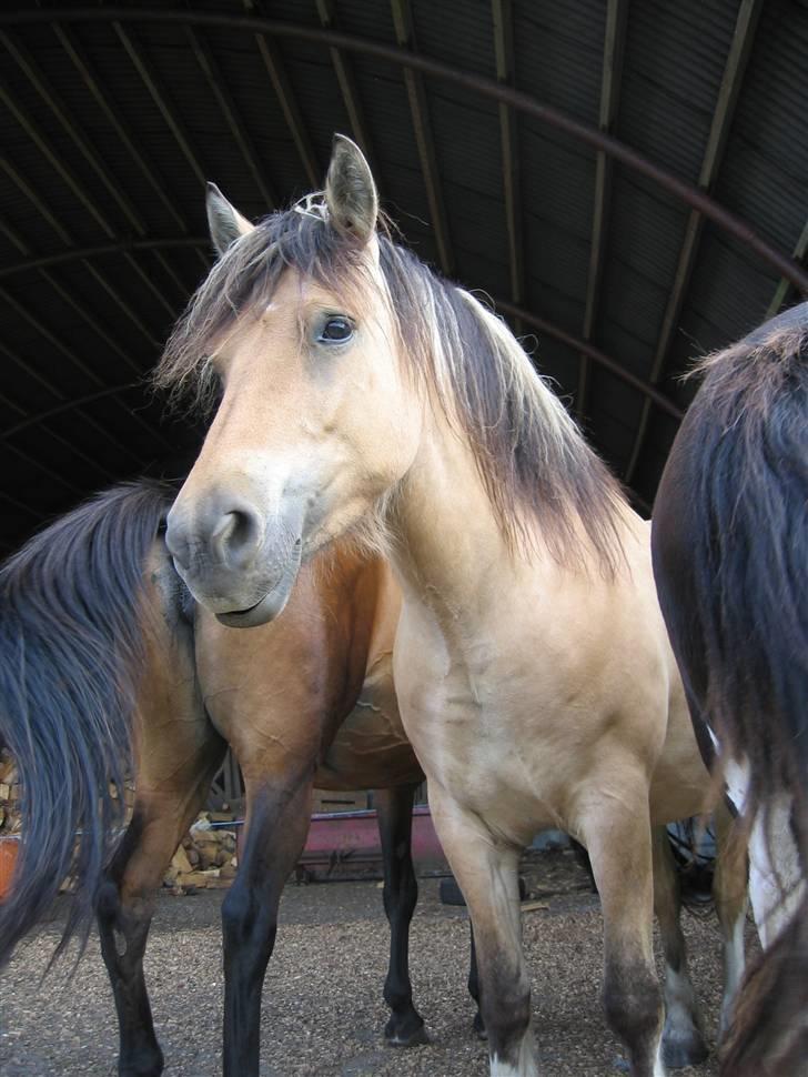 Irish Cob Crossbreed Ove billede 14