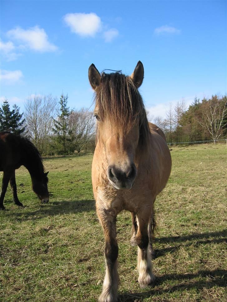 Irish Cob Crossbreed Ove billede 15