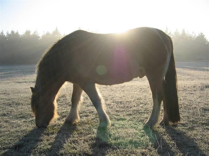 Irish Cob Crossbreed Ove billede 16