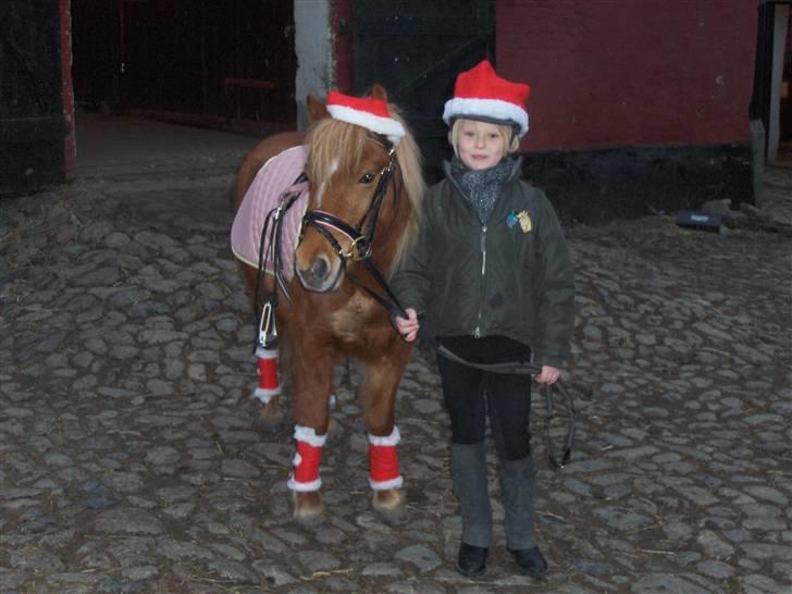 Shetlænder Baronessen A' Borreby. - På vej til at ride Baronessen <33 Foto: Mor billede 12