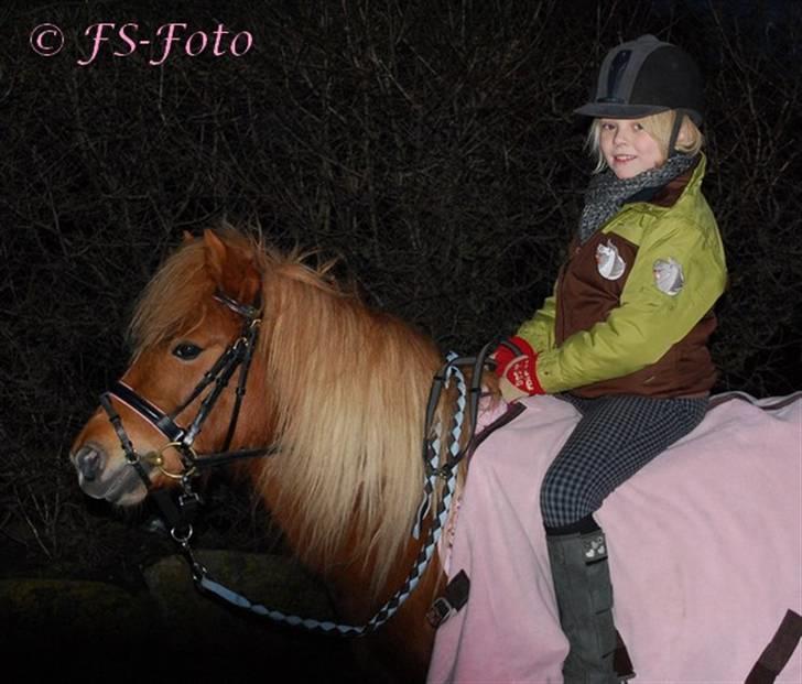 Shetlænder Baronessen A' Borreby. - En lille tur (: Foto: FS-Foto billede 13