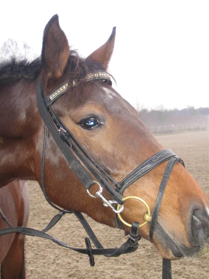 Holstener Carmen billede 3