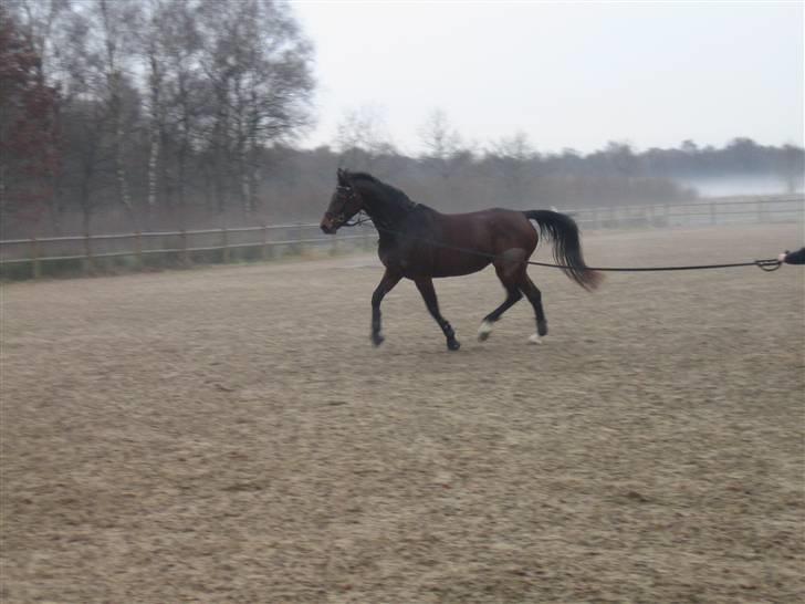 Holstener Carmen billede 4