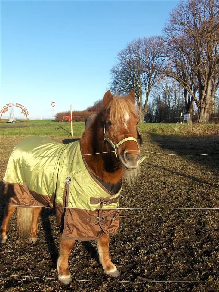 Shetlænder Baronessen A' Borreby. - Smukke bisse! :D Foto: Mig q: billede 14