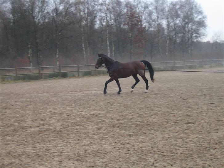 Holstener Carmen billede 5