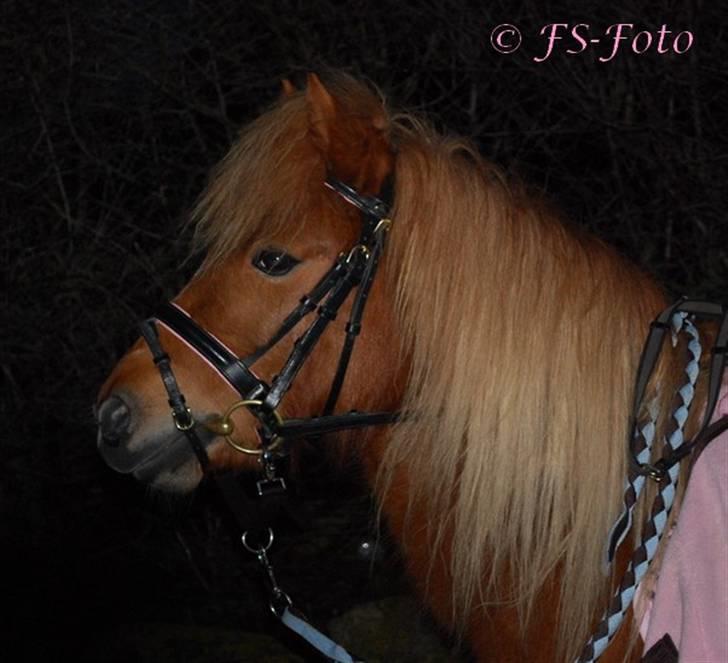 Shetlænder Baronessen A' Borreby. - Hendes smukke hoved <33 Foto: FS-Foto billede 15