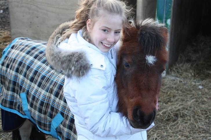 Shetlænder smilla *gamle part* <3 billede 9