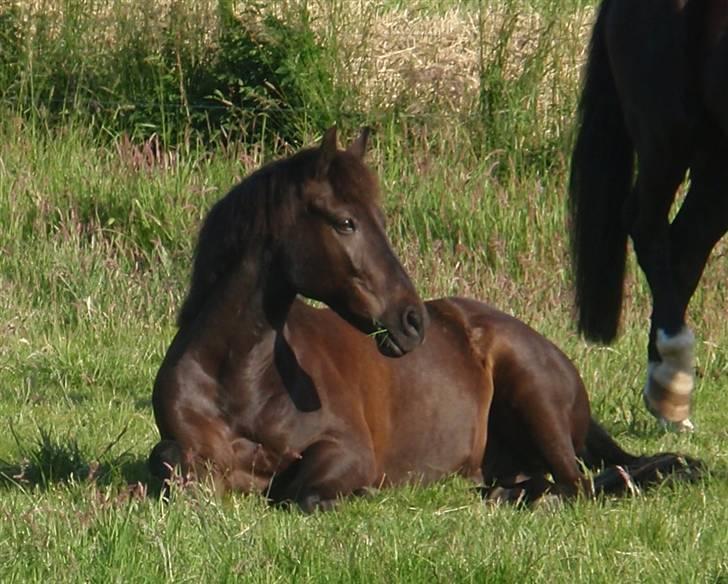 New Forest Cosmo spring pony - Cosmo på en dejlig sommer morgen <3 Dejliger kan man da ikke blive <3 Foto (MIG) billede 19
