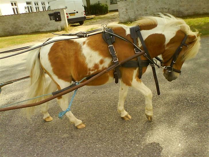 Shetlænder Skovlundegårds Dublo<333 - Dublo trækker vogn billede 1