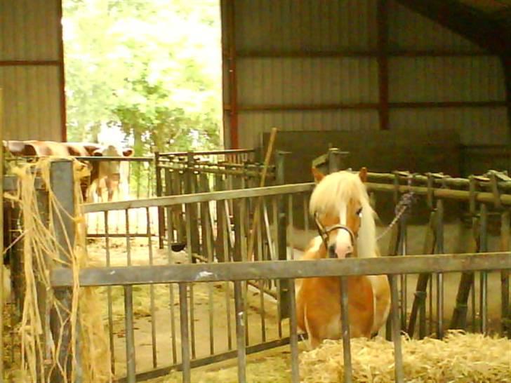 Shetlænder Skovlundegårds Dublo<333 - Dublo på besøg i en kostald hvor han holder hvil billede 2