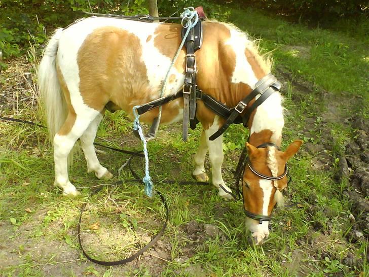 Shetlænder Skovlundegårds Dublo<333 - Dublo holder pause i græs kanten billede 3