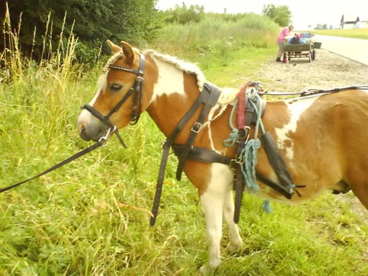 Shetlænder Skovlundegårds Dublo<333 - dublo holder pause billede 4
