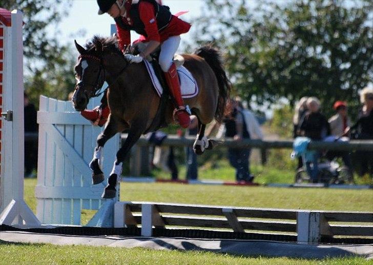 Anden særlig race FlyingSuprice A-pony - LA distrikt mesterskab for hold ofejl billede 3