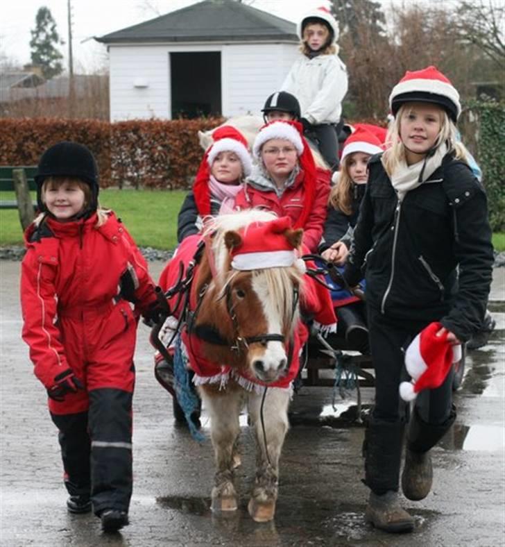 Shetlænder Skovlundegårds Dublo<333 - Dublo første juleoptog med vogn billede 5