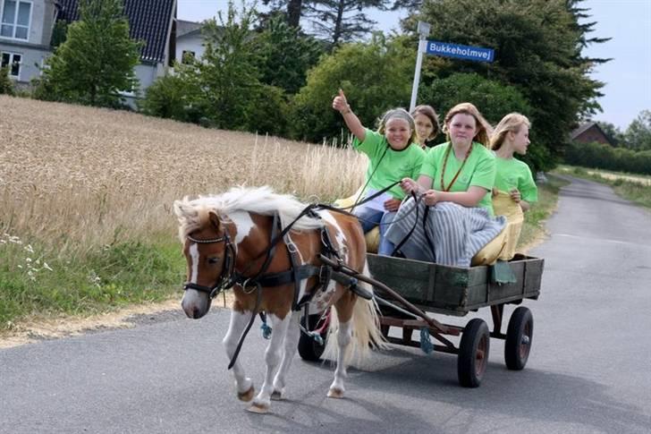Shetlænder Skovlundegårds Dublo<333 - Dublo kører med nogen børn ridelejren 08 billede 6