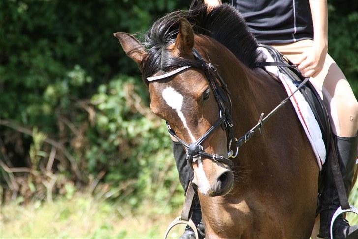 Anden særlig race FlyingSuprice A-pony - dressur undervisning ved Gina billede 4