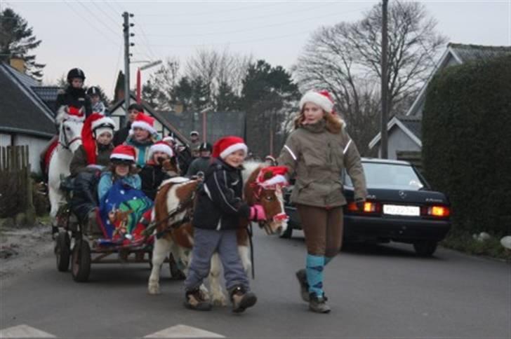 Shetlænder Skovlundegårds Dublo<333 - juleoptog 08 billede 7