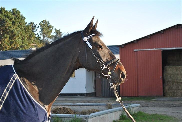 Tysk Sportspony TIGER WOODS (SOLGT!) - Den super smukke pony(: ELSKER HAM! (foto: Emilie Roepstorff) billede 3