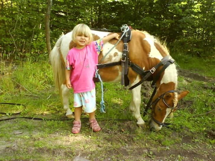 Shetlænder Skovlundegårds Dublo<333 - sara og dublo holder hvil i hamberskoven billede 8