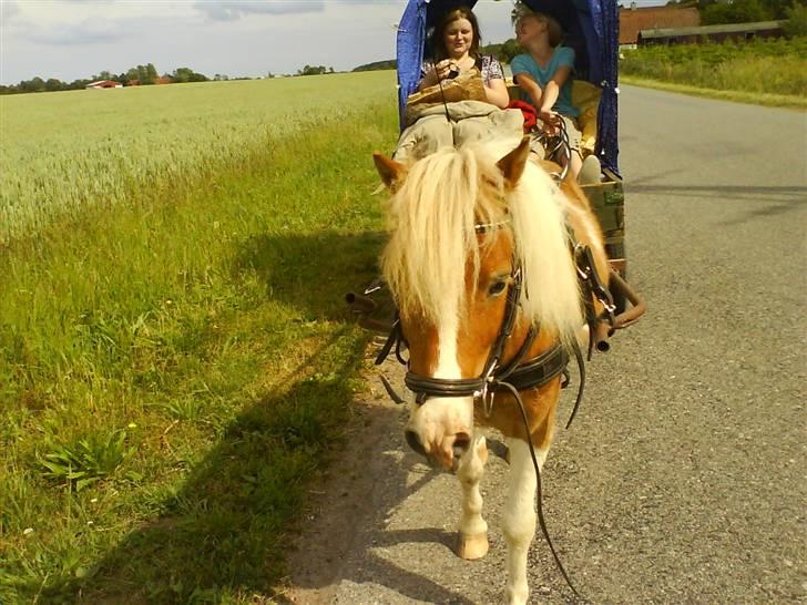 Shetlænder Skovlundegårds Dublo<333 - Dublo med vognen der er pyntet billede 9