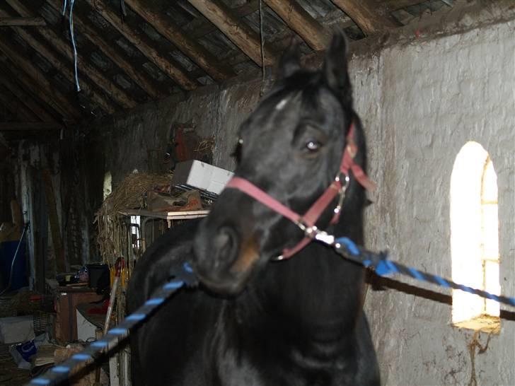 Anden særlig race mango "solgt" billede 12