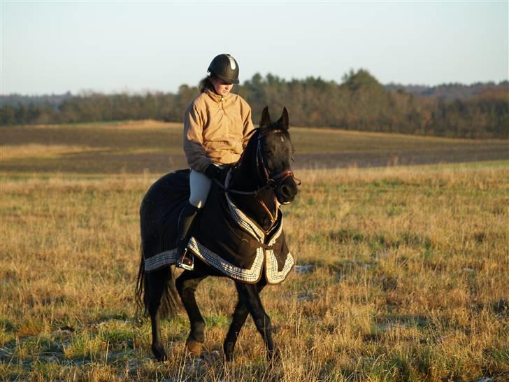 Anden særlig race mango "solgt" billede 16