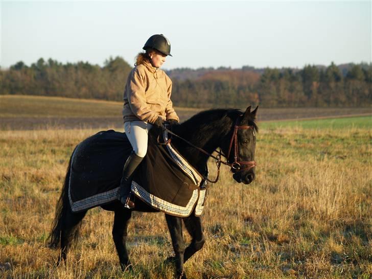 Anden særlig race mango "solgt" billede 17