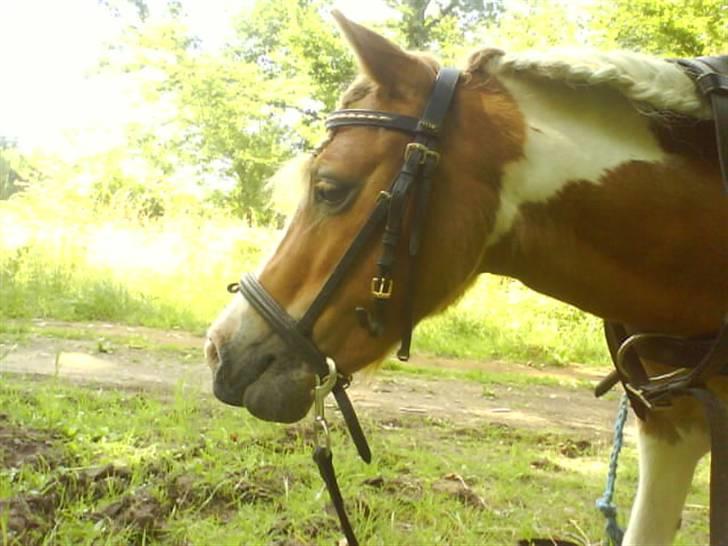 Shetlænder Skovlundegårds Dublo<333 - Dublo<33333 billede 10