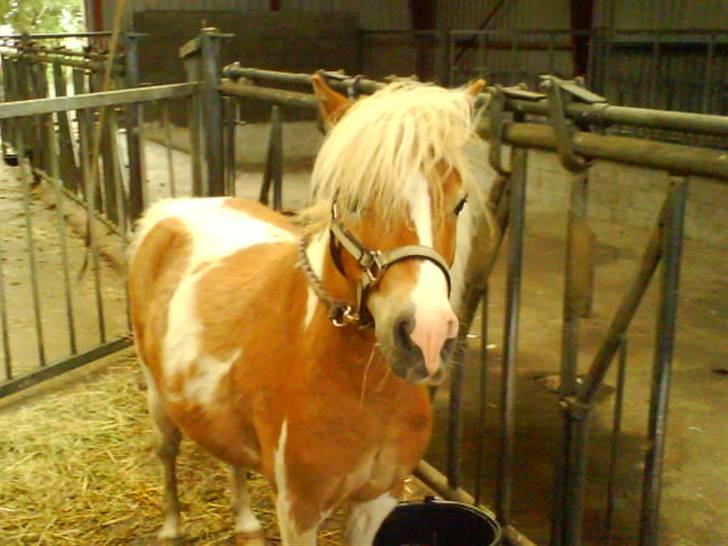 Shetlænder Skovlundegårds Dublo<333 - endnu et billed fra kostalden billede 11