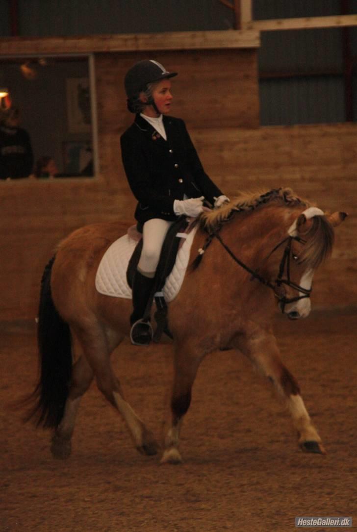 Anden særlig race Princess R.I.P †SOULMATE† - Stævne på OHR vandt klassen LD2. Jeg var stolt af dig.. meget stolt!.. <3 Foto. Jeanett Nørgaard<3 billede 13