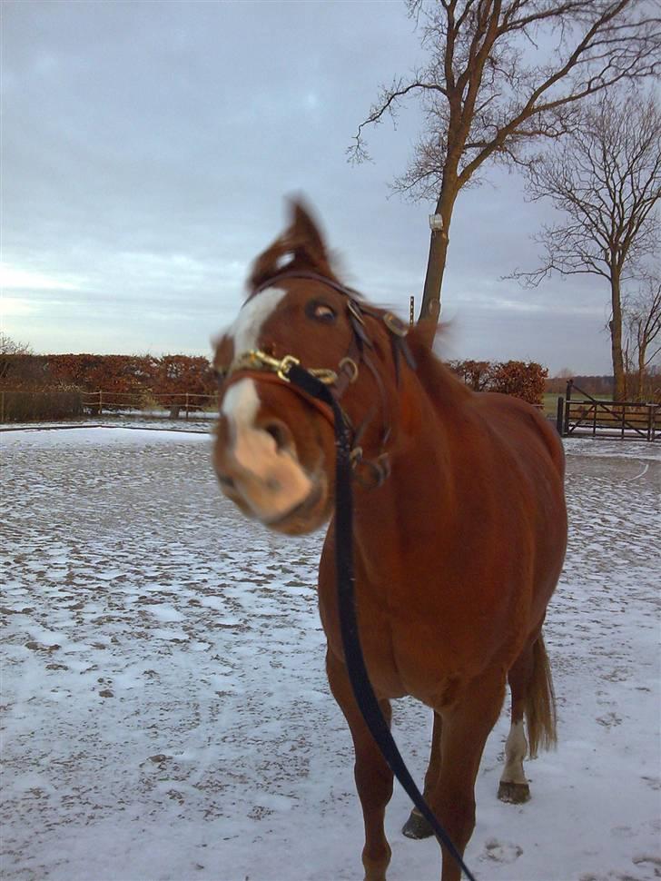 Dansk Varmblod Lillemarkens Acansam - Gad vide om jeg kan spise telefonen uden hun opdager det billede 8