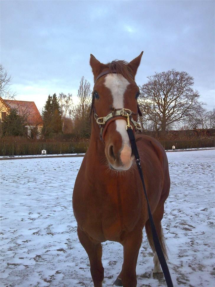 Dansk Varmblod Lillemarkens Acansam - hmm man må da heller ikke noget sjovt billede 9