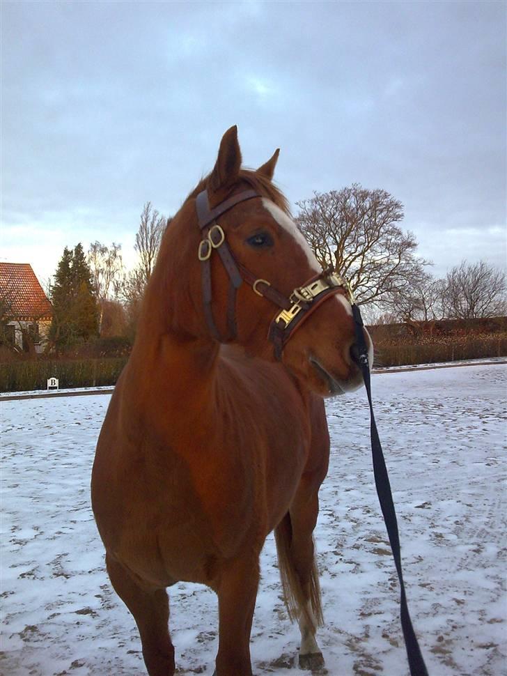 Dansk Varmblod Lillemarkens Acansam - Han skal lige holde øje med hvad der sker omkring ham billede 10