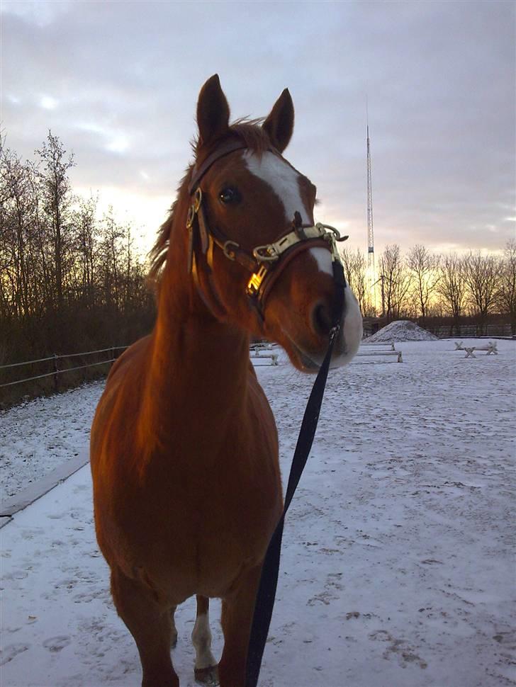 Dansk Varmblod Lillemarkens Acansam - han har fået øje på buster billede 11