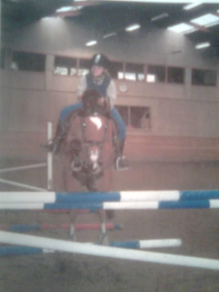 New Forest memory(gammel part) SAVN! - mig og memory sprang 1 meter min rekord:D elsker dig basse billede 20