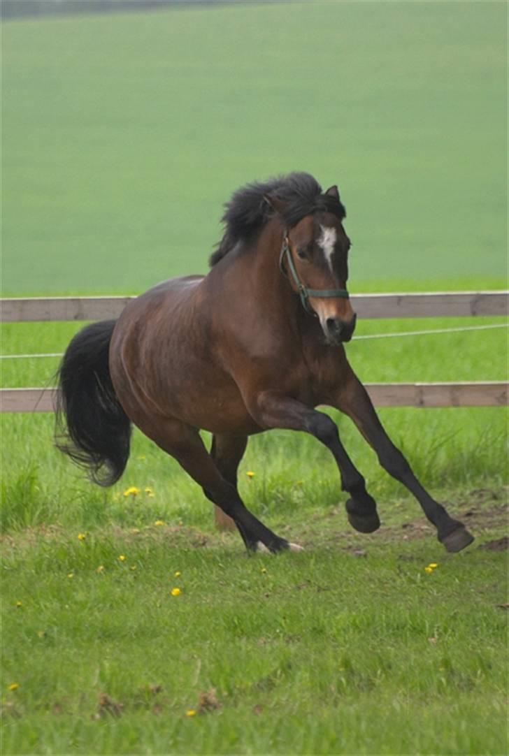 New Forest ahorns=firfod ising sugar billede 13