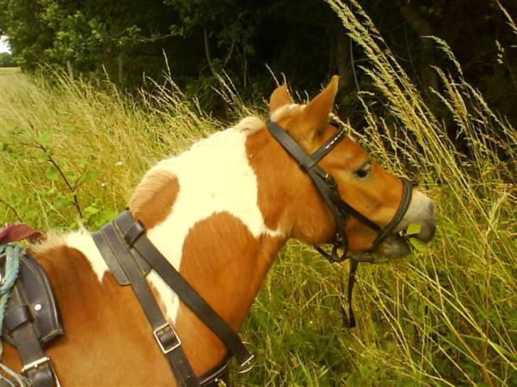 Shetlænder Skovlundegårds Dublo<333 - dublo  billede 12