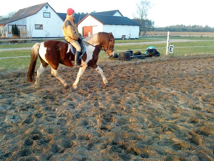 Anden særlig race Fillizante - Dressurpic :D billede 13