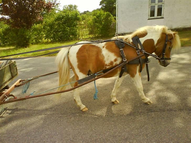 Shetlænder Skovlundegårds Dublo<333 billede 13